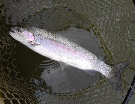 大安トラウトレイク 釣果